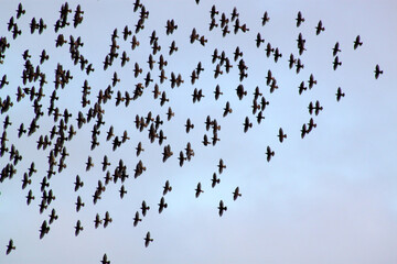 A flock of starlings in flight creating shapes in the sky