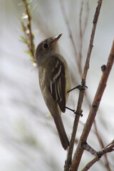 Flycatcher perched on a willow tree branch