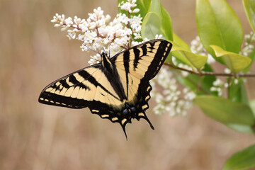 Close up of butterflies with black, yellow, orange and white patterns perched on flowers