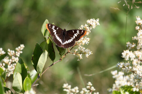 Lorquin's Admiral butterfly with black, orange, and white wings