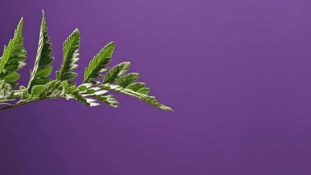 Drops of water fall one drop at a house plant fern and flow down on a purple background. Full HD video, 240fps, 1080p.