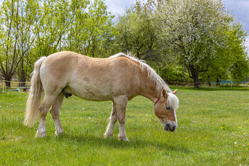 Naklejka na ściany i meble A beautiful brown horse grazing on the green grass in spring.