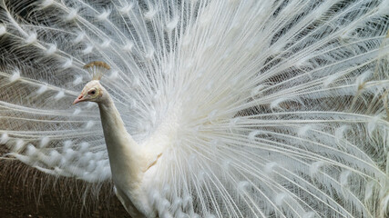 Fototapeta premium 羽を広げる白クジャク