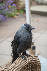Jackdaw