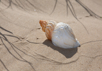 Large white seashell and plants reflections on sandy beach