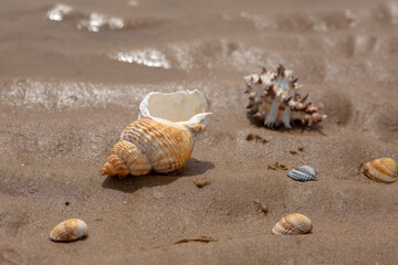 Two large seashells on a sandy beach by the sea