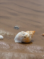 Fototapeta na wymiar Seashells in the water on the sand