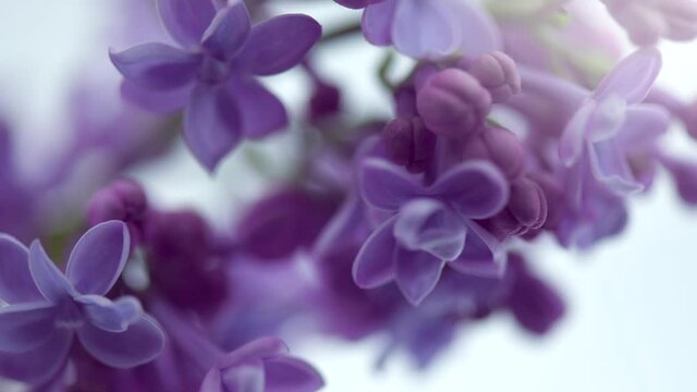 Lilac flowers bunch on white background. Beautiful opening violet Lilac flower Easter design closeup. Beauty fragrant tiny flowers open closeup. Nature blooming macro flowers backdrop. Time lapse 4K