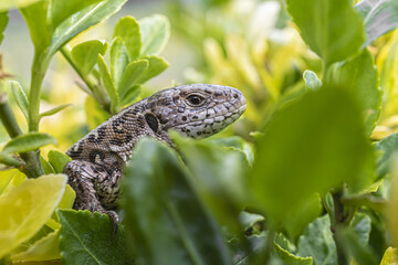 Obraz premium Great reptile - spotted lizard sits on the branches of a green - yellow bush.