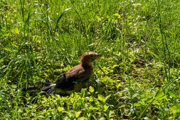 Jay chick. Little jay on the grass. Chick on the grass.
