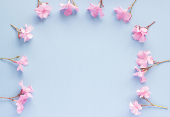 Top view of nerium oleander pink flowers on a blue sky background. Flat lay, copy space.