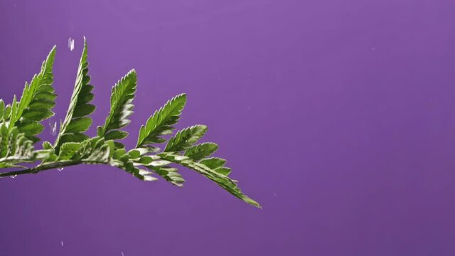 Drops Of Water Intermittent Stream Fall On The House Plant Fern And Drain Down On A Purple Background. Full HD Video, 240fps, 1080p.