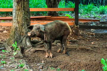 Pig tied to a tree on a farm