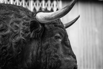 La mirada de un toro bravo 