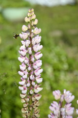 Saint Petersburg Russia. June 13 2016. Pink powder flowers of garden dolphinium on a summer day on a green vegetable background