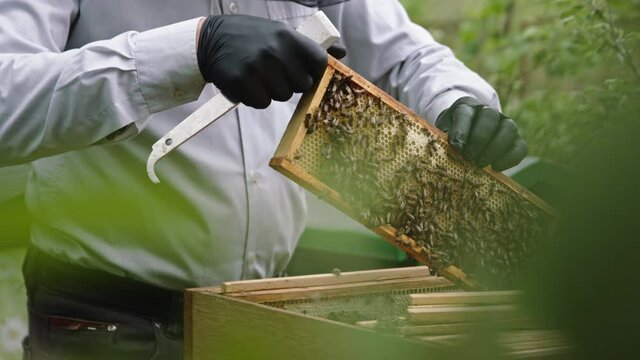 The beekeeper holds a honey frame with bees in hands. Slow motion.