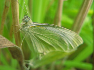 The large white butterfly (Pieris brassicae) - close up of cabbage butterfly