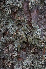Background, forest moss texture, close-up. Pine tree moss, bark.