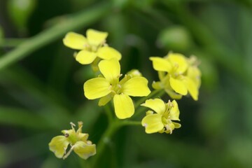 Warty cabbage flower, Bunias orientalis