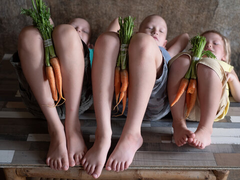 Three blond children eat carrots in bundle tied with thread. Kids play and squeeze bundles of carrots between their legs. boys are happy to receive their favorite treat with harvest. Vegetarian food
