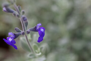 Fototapeta na wymiar Flower of a Germander Sage, Salvia chamaedryoides
