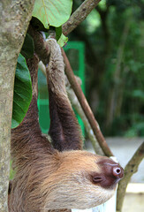 Oso Perezoso De Dos Dedos Tierno Bebe Colgando De Un Arbol En Un Centro De Rescate En Costa Rica Animal Mamifero Exotico De Selva Tropical Wall Mural Juan Oso Perezoso De Dos Dedos Tierno Bebe Colgando De Un Arbol En Un Centro De Rescate En Costa Rica Animal Mamifero Exotico De Selva Tropical Wall Mural Juan