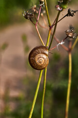 Snail with brown shell on the stem of a plant