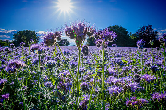 Campo di facelia 01 - questo fiore &egrave; fra i preferiti dalle api e viene seminato per lasciar riposare il terreno ed incrementare la produzione di miele