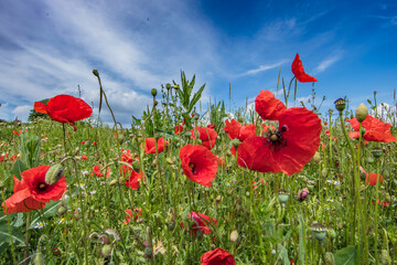 Naklejka premium mohn