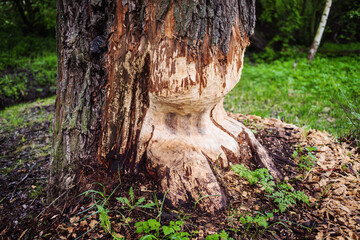 Negative activity of beavers in the woods. Tree with marks of beaver teeth. Damage to trees beavers. 