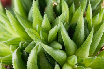 Leaves of a Haworthia globosifolia