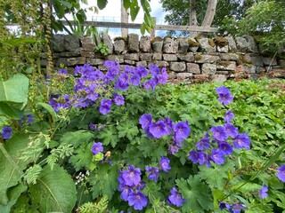 Purple flowers, growing next to a dry stone wall, with other plants in, Kildwick, Keighley, UK