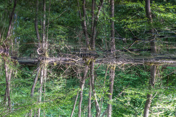 Stehendes Gewässer im Wald