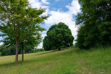 tree in green meadow