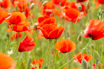 Beautiful big red poppy field in the morning sunlight. poppy field with a sprig of purple poppy flowers Soft focus blurred background Europe