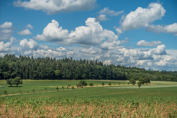 Maisfeld im Frühjahr