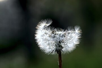 A close up of the head of a white fluffy dandelion plant. puffy dandelion with seeds in morning...