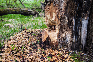 Fototapeta na wymiar Negative activity of beavers in the woods. Tree with marks of beaver teeth. Damage to trees beavers. 