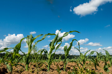 Maisfeld im Frühjahr