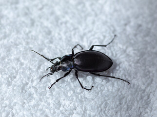 Violet ground beetle on white background