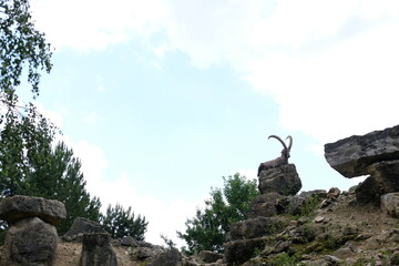 Ibex sitting on a rock