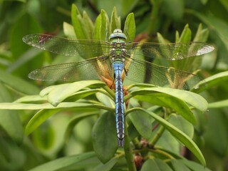 Blue emperor dragonfly (Anax imperator) - large hawker dragonfly on green leaves, Czech Republic