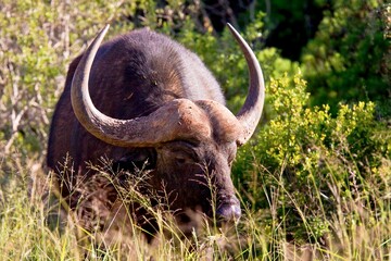 Large African Buffalo walking and eating