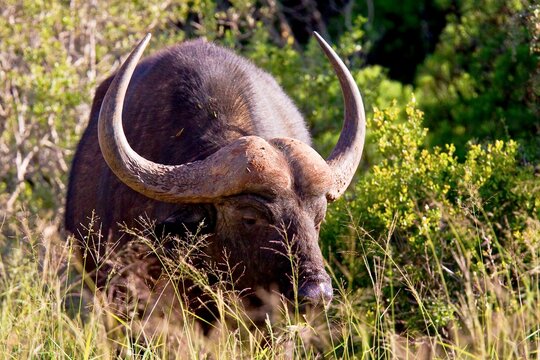 Large African Buffalo walking and eating