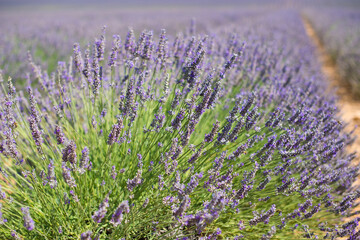 Lavender flowers blooming field. Valensole, Provence, France, Europe.