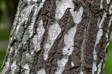 tree bark texture