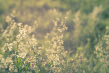 Fototapeta premium Blurred. Wild blooming summer meadow in the natural haze of soft lens. Natural background.