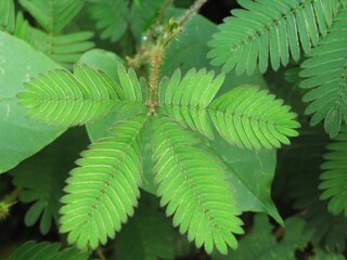 Sensitive plant (Mimosa pudica) - green leaves of shy plant with open leaflets, Las Terrazas, Cuba