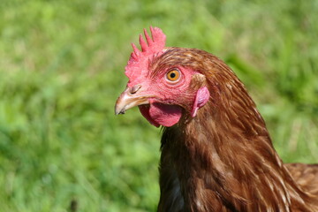 Animal portrait of a hen from organic chicken farming