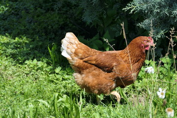 Animal portrait of a happy hen in a organic free-range enclosure